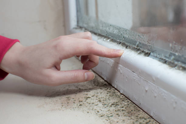 Best Emergency Mold Remediation  in El Jon, CA