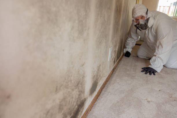 Best HVAC Mold Inspection and Cleaning  in El Jon, CA